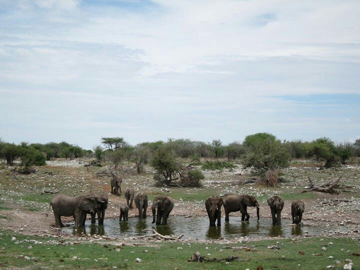 非洲国家公园探望野生动物