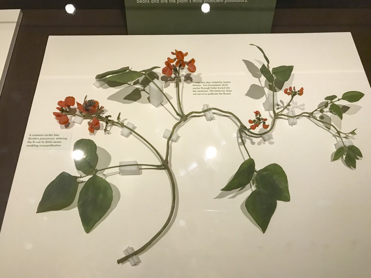 #瓜分10000# 玻璃植物标本.哈佛大学的魁宝