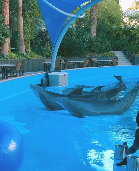 Siegfried Roy S Secret Garden Dolphin Habitat Attractions 错