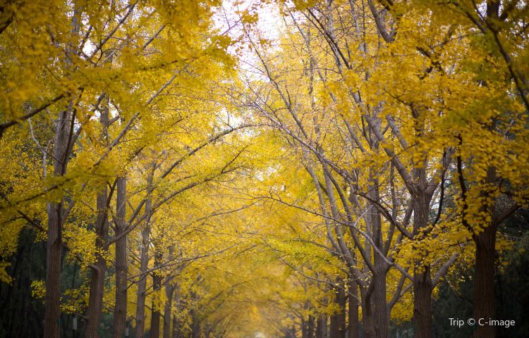 5-day 4-night · Private tours · Beijing + The Palace Museum + Temple of Heaven + Shichahai Scenic Area · Classic Beijing itinerary: Visit the Forbidden City and explore the imperial garden at the Summer Palace. It is more convenient to stay in hotels throughout the journey. Stay in a 5-star hotel in the urban area of Beijing throughout the journey.
