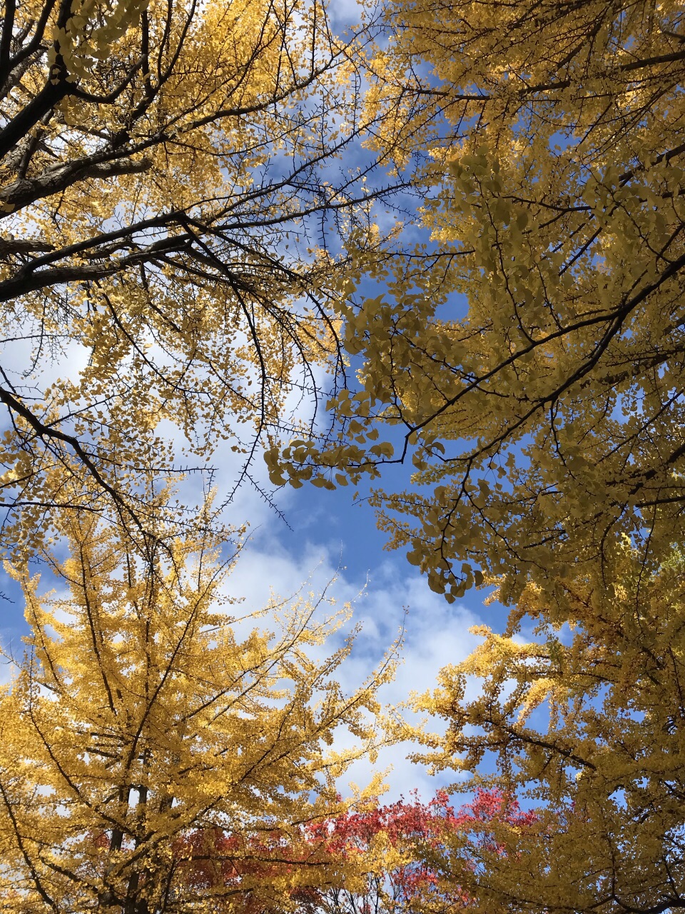 2018北海道の秋🍁