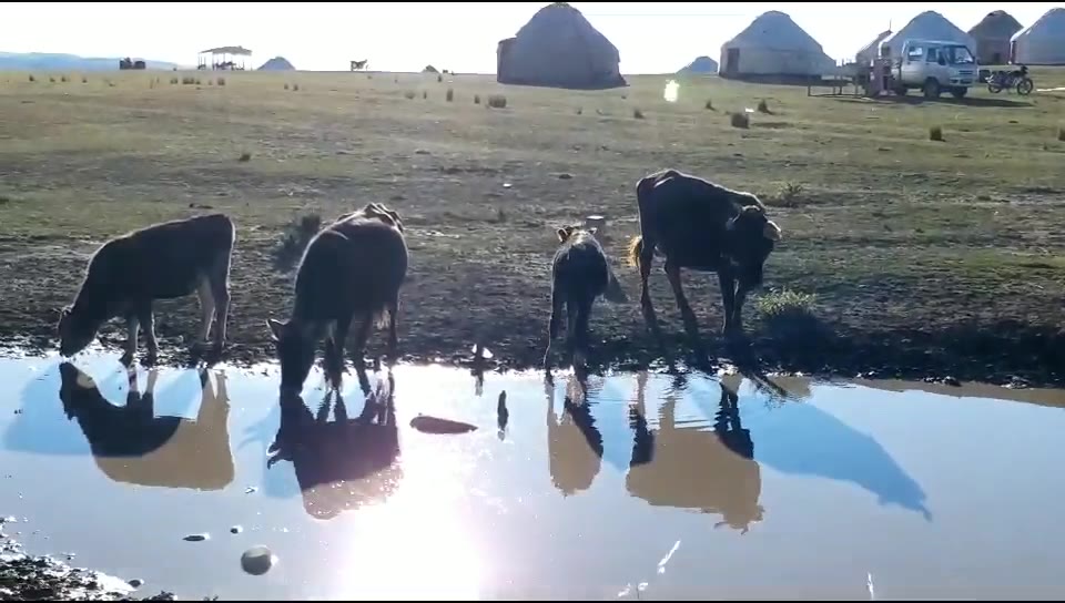 小牛喝水