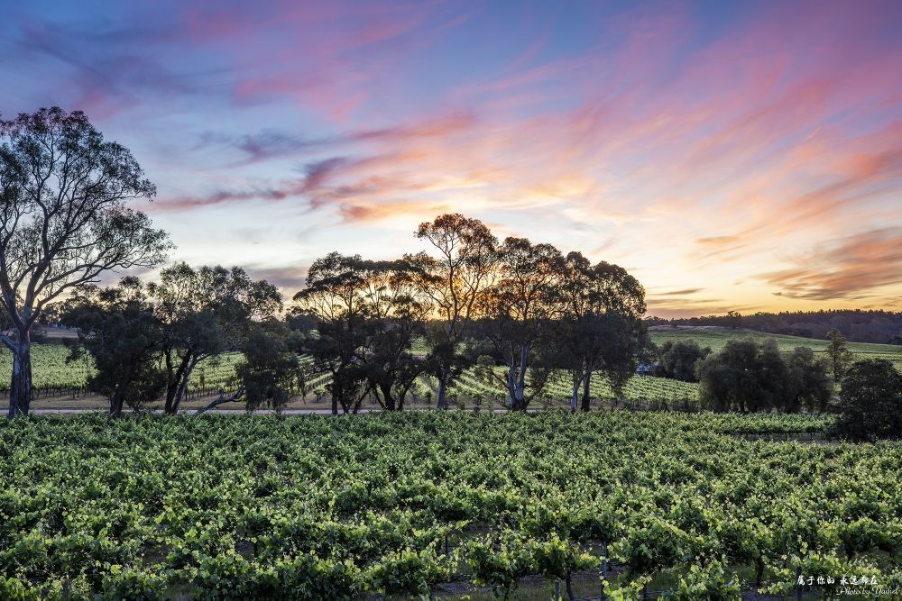 澳大利亚最顶级最知名的红酒产区