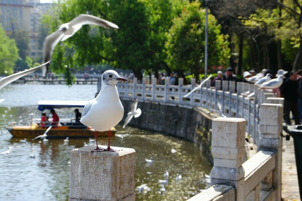 翠湖公园，冬天观赏红嘴鸥的最佳地点