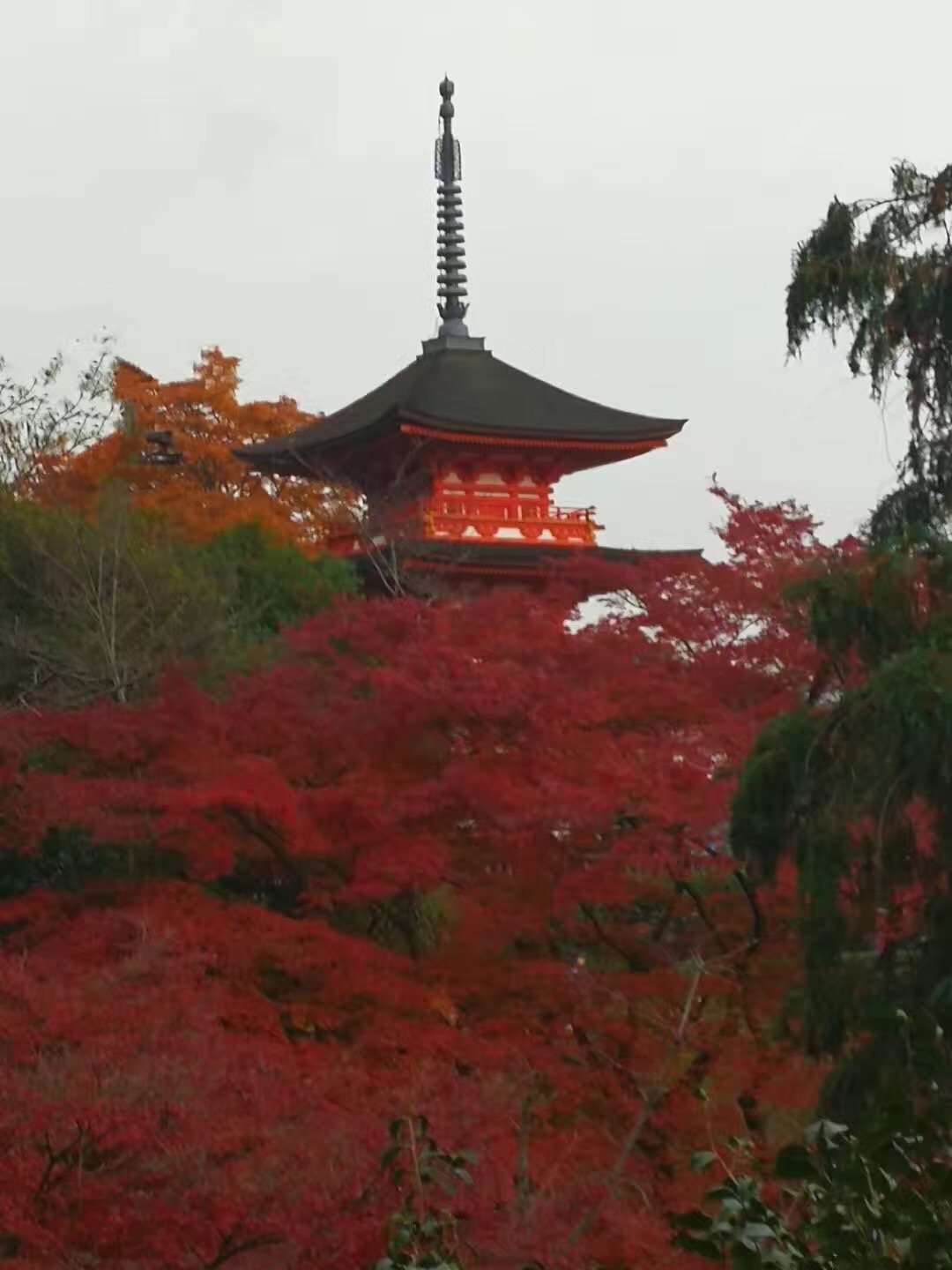 日本京都清水寺的红叶🍁美翻了