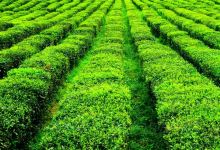 易贡茶场购物图片