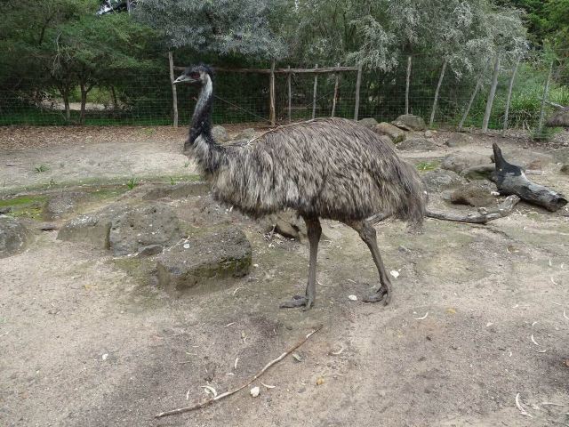 Melbourne Zoo