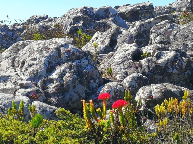 Table Mountain