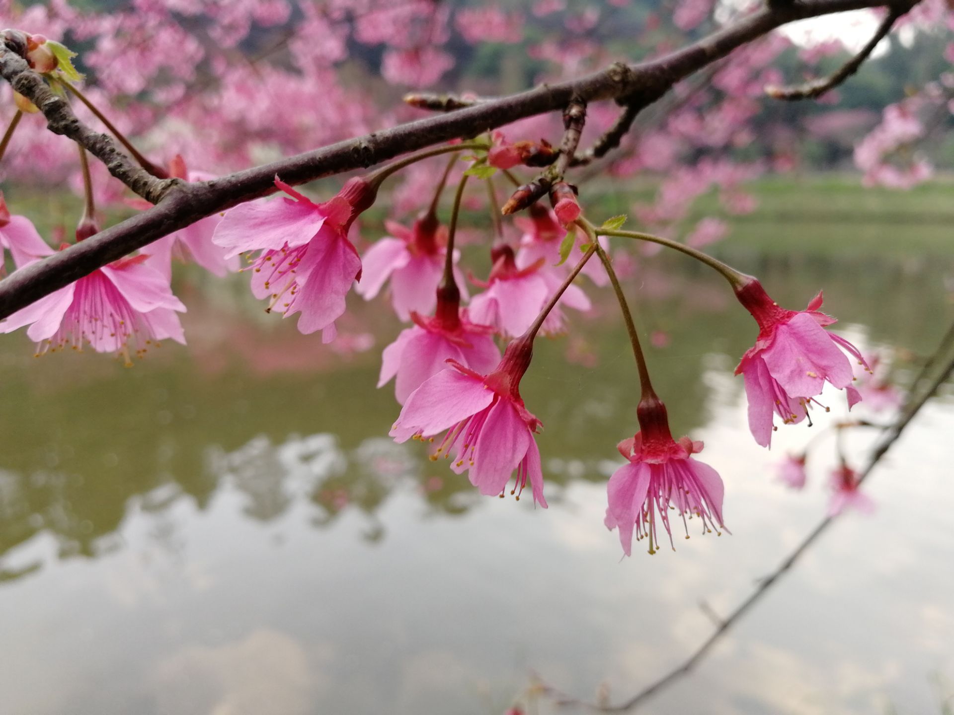 金狮公园