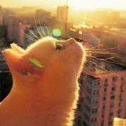 什么的什么东西