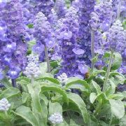 桔子味软糖系列