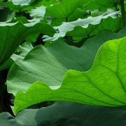 嘿呀嘿呀一米八啊