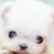 都说了叫我仙女