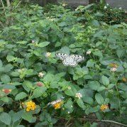 不记来时路迷路