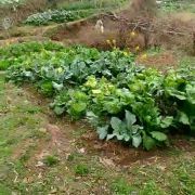 指望爱别指望长久