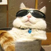 睡在屋顶上的猫