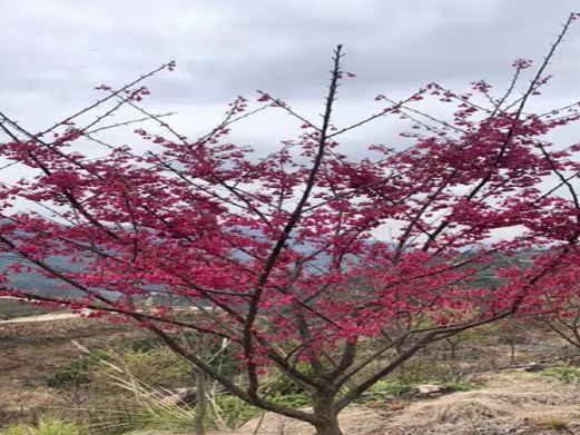 温州樱花园