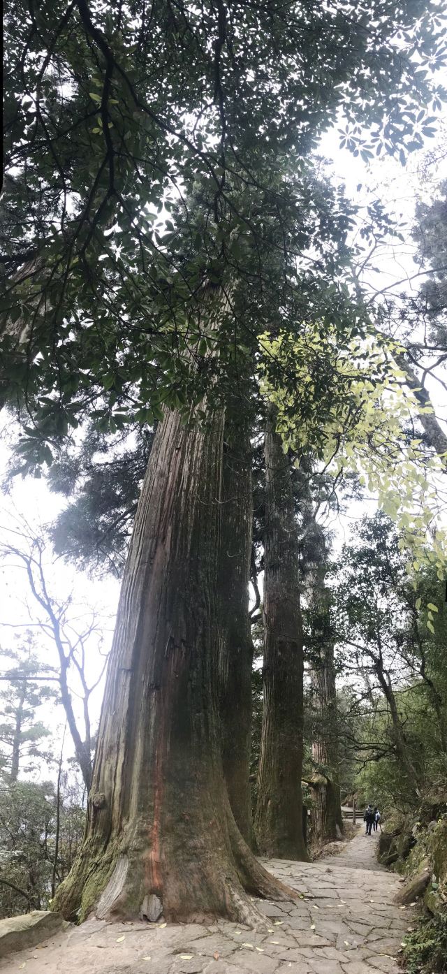 天目山景區