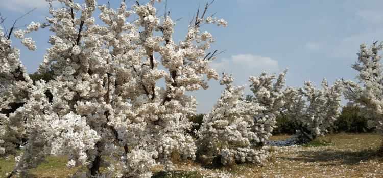 Huaxianzi Scenic Area Tickets Deals Reviews Family - 