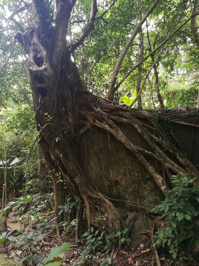 七仙岭君澜温泉旅行图片 4