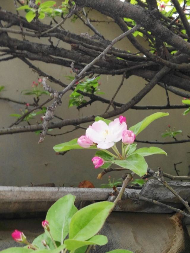 孚王府(不对外开放)旅行图片 12