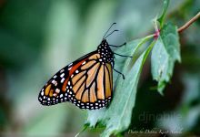 Monarch Butterfly Natural Preserve景点图片