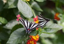 Joseph L. Popp, Jr. Butterfly Conservatory景点图片