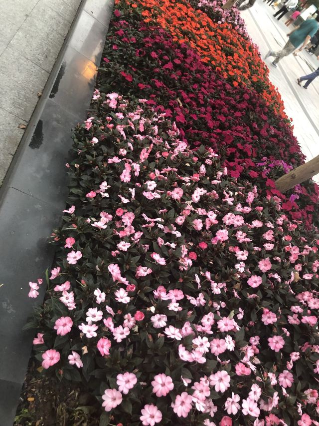 岭南公园旅行图片 1