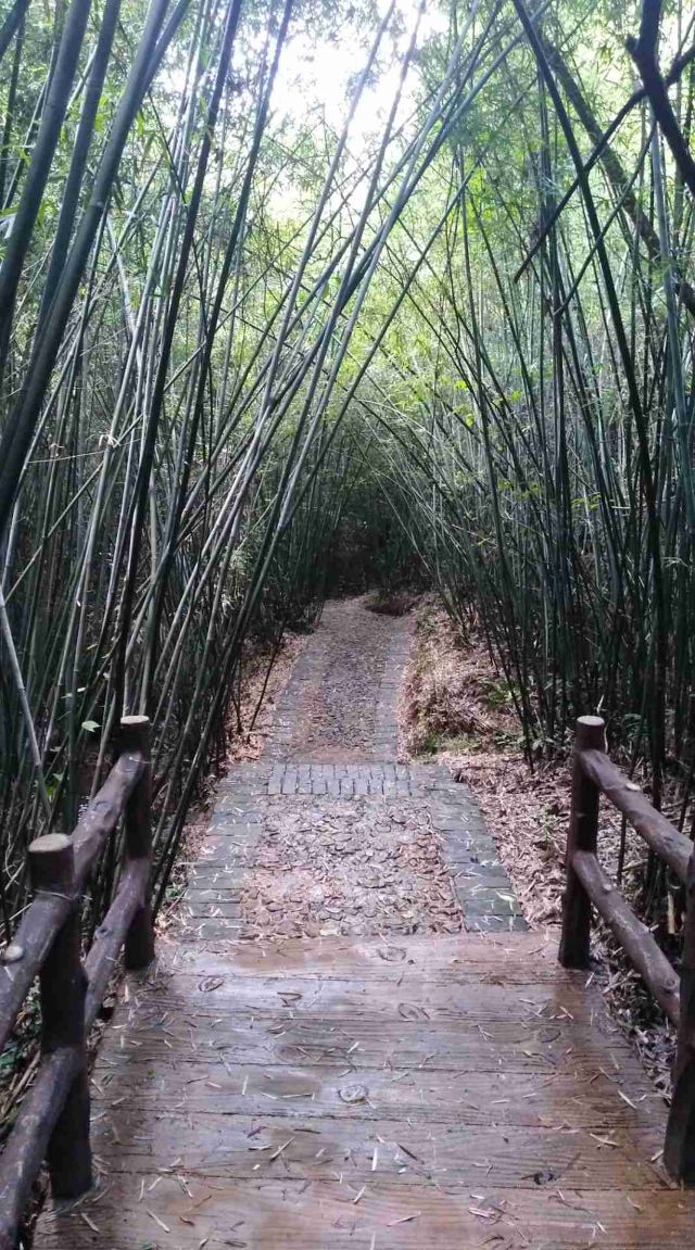 青龙岩风景区旅行图片 2