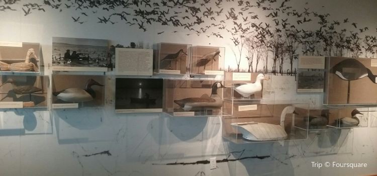 Havre De Grace Decoy Museum Travel Guidebook Must Visit