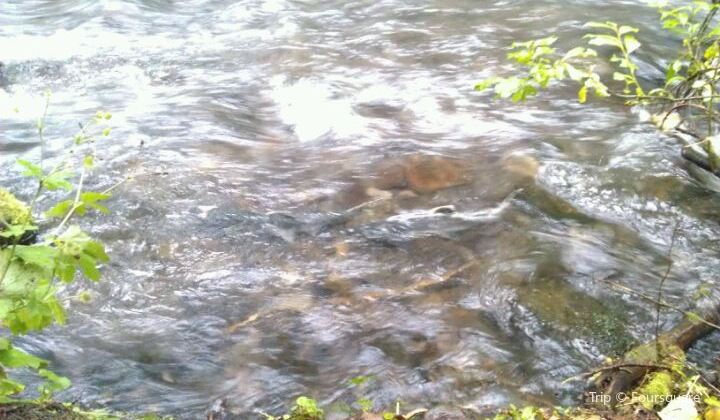Bear Creek Weir Tickets Deals Reviews Family Holidays Trip Com