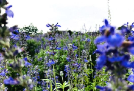 蓝色梦幻香草园景点图片