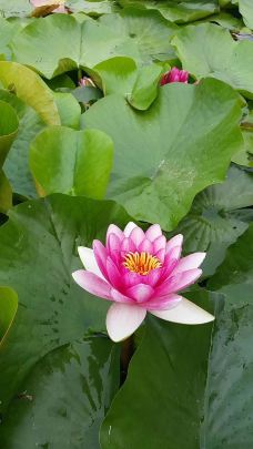 白洋淀风景区-雄县-YoYo_9T5Y9T5L