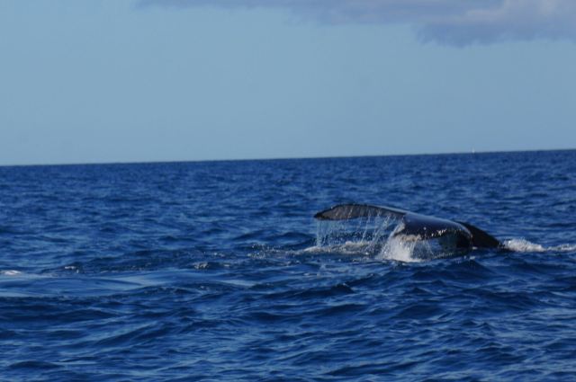 Nautilus