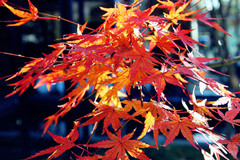 日本游记图片] 日本北海道看枫叶的好地方（红叶期+赏枫路线）