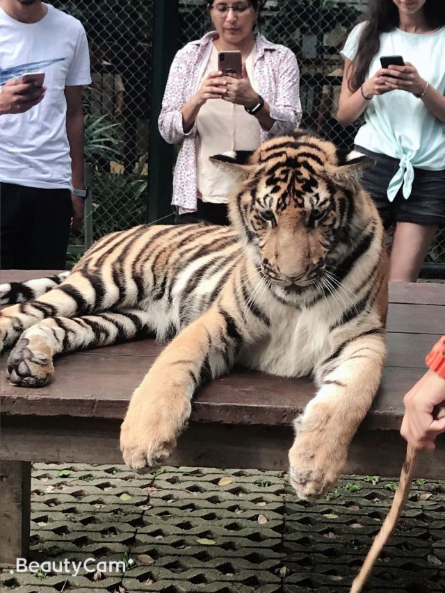 Tiger Kingdom Phuket