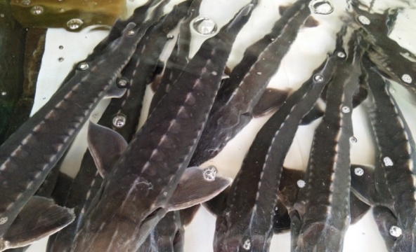 谭氏重庆石锅鱼(大兴路店)