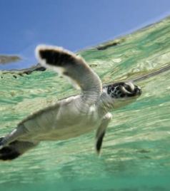 伯格游记图文-国外亲子游去哪里好-澳大利亚的夏季怎能少了班达伯格小海龟?!