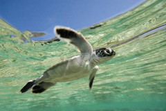 伯格游记图片] 国外亲子游去哪里好-澳大利亚的夏季怎能少了班达伯格小海龟?!