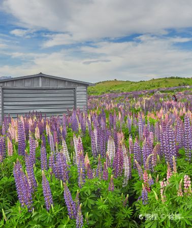 3D2N • South Island of New Zealand - Aoraki Mount Cook - Tekapo - Queenstown
