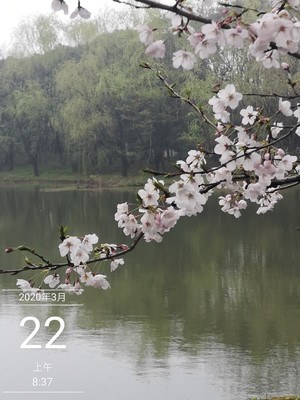 樱花岛:长椅一坐一年飞