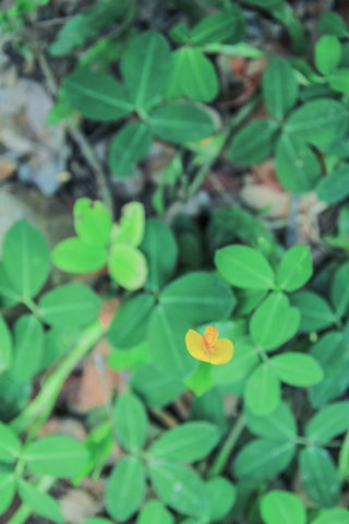 寻找春的美好（西双版纳安纳塔拉度假酒店）