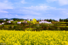 洋县游记图片] 朱鹮梨园景区游玩，玩点什么？