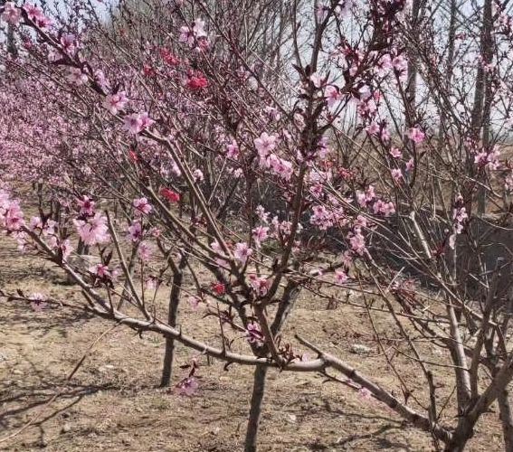 金水桥公园旅行图片 3