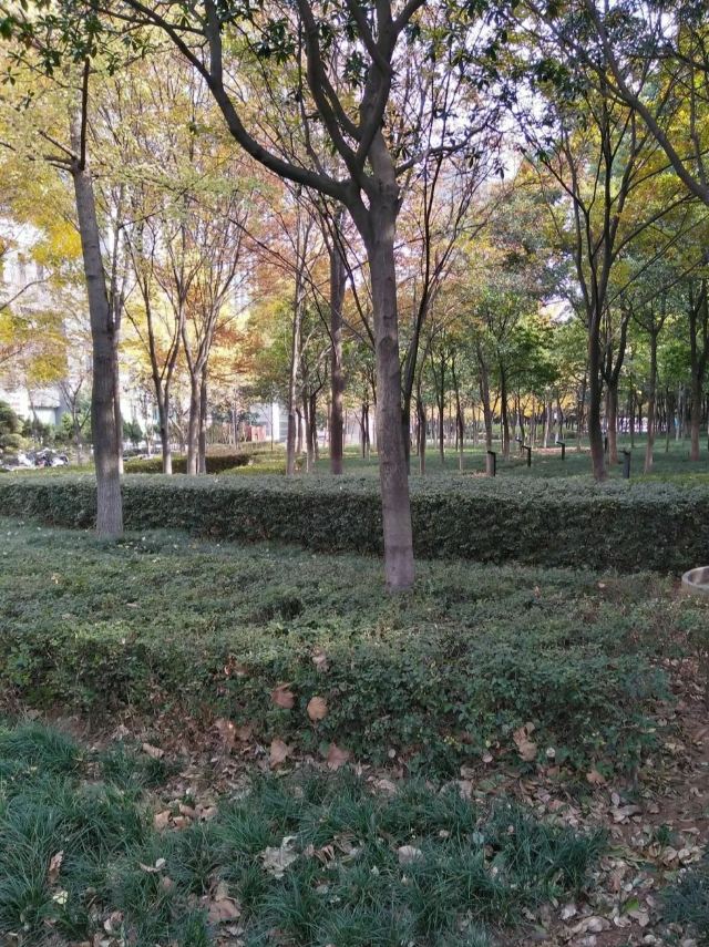 旺山公园旅行图片 2