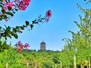 春游江淮请您来丨以花为媒 驾游蚌埠