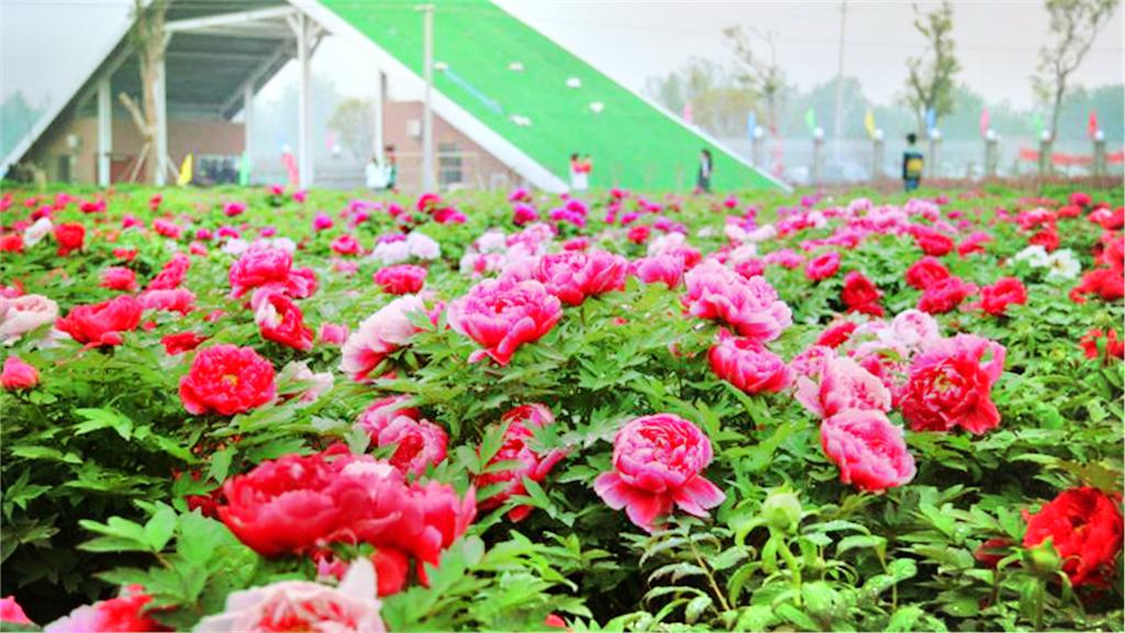 洛阳东花园