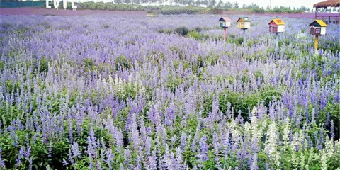 花田紫韻薰衣草莊園