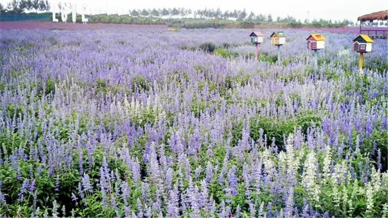 花田紫韻薰衣草莊園