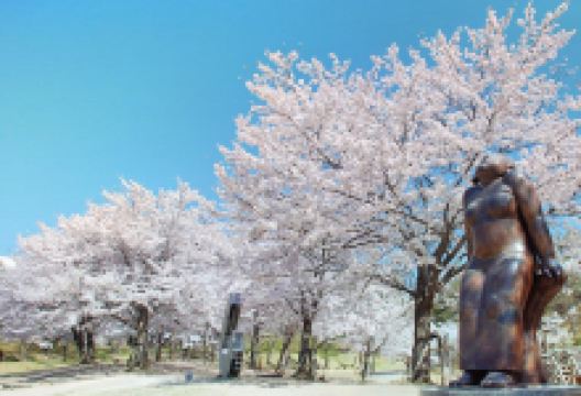 樱之丘公园景点图片